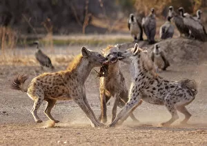 Vulture Gallery: Three Spotted hyenas (Crocuta crocuta) fighting over meat from a nearby carcass with flock of White-backed vultures