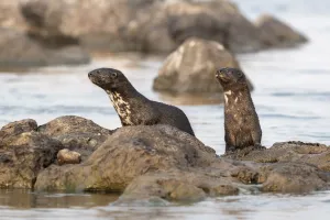 Spotted necked otters (Hydrictis maculicollis), Chobe River, Botswana, September Spotted necked otters (Hydrictis maculicollis), Chobe River, Botswana, September
