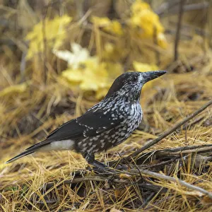 Spotted nutcracker (Nucifraga caryocatactes) searching for seeds on forest floor, Finland. October Spotted nutcracker (Nucifraga caryocatactes) searching for seeds on forest floor, Finland. October