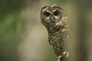 Spotted Owl (Strix occidentalis). Willamette National Forest, Oregon. June Spotted Owl (Strix occidentalis). Willamette National Forest, Oregon. June
