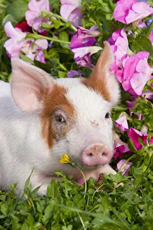 Spotted Piglet, head portrait lying down in grass and pink Petunias, Dekalb, Illinois Spotted Piglet, head portrait lying down in grass and pink Petunias, Dekalb, Illinois