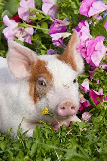Images Dated 27th April 2010: Spotted Piglet, head portrait lying down in grass and pink Petunias, Dekalb, Illinois