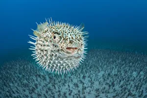 Spotted porcupinefish (Diodon hystrix), inflated with seawater, a defensive behaviour, Hawaii, Pacific Ocean Spotted porcupinefish (Diodon hystrix), inflated with seawater, a defensive behaviour, Hawaii, Pacific Ocean
