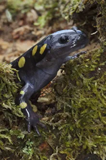 Spotted Salamander (Ambystoma maculatum) in early spring migration to woodland pond Spotted Salamander (Ambystoma maculatum) in early spring migration to woodland pond