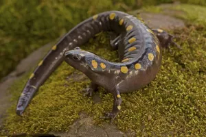 Spotted salamander (Ambystoma maculatum), New York, USA, April Spotted salamander (Ambystoma maculatum), New York, USA, April