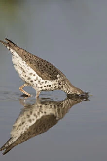 Spotted Sandpiper Gallery: Spotted sandpiper (Actitis macularius), with head submerged as it jabs at underwater prey