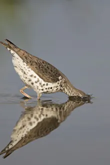 Spotted Sandpiper Gallery: Spotted sandpiper (Actitis macularius), with head submerged as it jabs at underwater prey