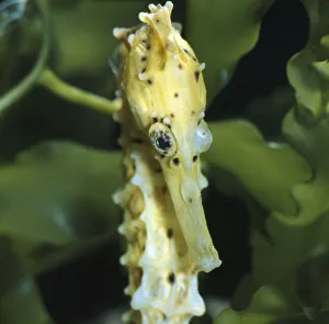 Spotted seahorse {Hippocampus kuda} light colour phase, note eyes rotating independantly Spotted seahorse {Hippocampus kuda} light colour phase, note eyes rotating independantly