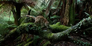 Spotted-tailed quoll (Dasyurus maculatus) scent marking in Monga National Park Spotted-tailed quoll (Dasyurus maculatus) scent marking in Monga National Park