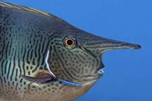 Images Dated 6th August 2019: Spotted unicornfish (Naso brevirostris) Green Island, a small volcanic island in the