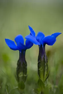 Images Dated 18th May 2008: Spring gentian (Gentiana verna) flowers, Durmitor NP, Montenegro, May 2008