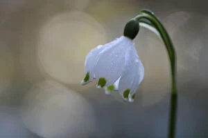 Vosges Gallery: Spring snowflake flower (Leucojum vernum) with bokeh effect, Vosges, France, March