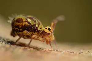 Springtail (Dicyrtomina ornata) on oak tree leaf, Niedersechsische Elbtalaue Biosphere Springtail (Dicyrtomina ornata) on oak tree leaf, Niedersechsische Elbtalaue Biosphere