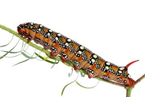 Images Dated 13th July 2007: Spurge hawkmoth (Hyles euphorbiae) caterpillar on plant stem, Fliess, Naturpark Kaunergrat