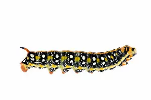 Images Dated 9th July 2007: Spurge hawkmoth (Hyles euphorbiae) caterpillar, Fliess, Naturpark Kaunergrat, Tirol
