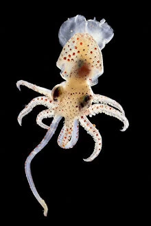 Images Dated 7th December 2015: Squid (Histioteuthis sp.) deep sea species from Atlantic Ocean off Cape Verde. Captive