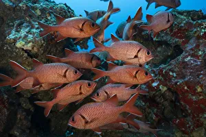 Squirrelfish (Holocentrus sp) shoal amongst rocks. Near Cocos Island National Park Squirrelfish (Holocentrus sp) shoal amongst rocks. Near Cocos Island National Park