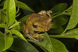 Rhacophoridae Gallery: Sri Lanka whipping frog / Hour-glass tree-frog (Polypedates cruciger), Deniyaya, Sri Lanka