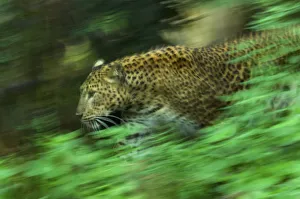 Sri Lankan Leopard (Panthera pardus kotiya) soft focus running, captive Sri Lankan Leopard (Panthera pardus kotiya) soft focus running, captive