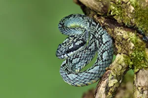 Sri Lankan pitviper (Trimeresurus trigonocephalus) captive, endemic to Sri Lanka Sri Lankan pitviper (Trimeresurus trigonocephalus) captive, endemic to Sri Lanka