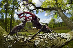 Images Dated 6th June 2014: Stag beetle (Lucanus cervus) males fighting on oak tree branch, Elbe, Germany, June