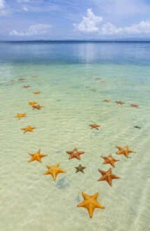 Images Dated 5th August 2012: Starfish Beach, with many starfish in the shallow sea (Asteroidea) Colon Island