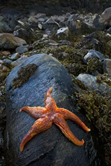 Echinoderms Gallery: Starfish on rock at low tide, Dail Beag Beach, Lewis, Outer Hebrides, Scotland, UK