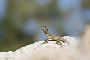 Starred agama (Stellagama stellio cypriaca) basking on rock. Cyprus. April Starred agama (Stellagama stellio cypriaca) basking on rock. Cyprus. April