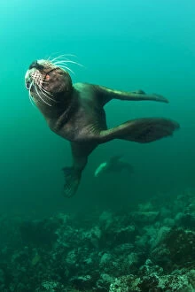Images Dated 2nd September 2011: Steller sealion (Eumetopias jubatus) male charging past the camera. Race Rocks, Victoria
