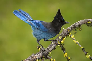 Crows And Jays Gallery: 