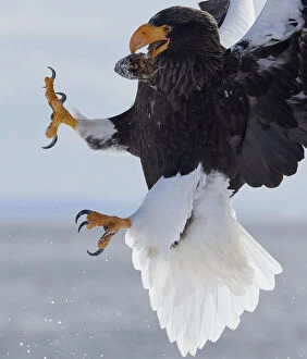 Claws Gallery: Stellers Sea Eagle (Haliaeetus pelagicus) with prey in beak in mid-air, Hokkaido