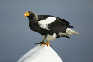 Steller's sea eagle, (Haliaeetus pelagicus), on sea pack ice, Okhotsk Sea, Rausu Steller's sea eagle, (Haliaeetus pelagicus), on sea pack ice, Okhotsk Sea, Rausu