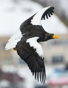 Stellers sea-eagle (Haliaeetus pelagicus) in flight, Hokkaido, Japan, February Stellers sea-eagle (Haliaeetus pelagicus) in flight, Hokkaido, Japan, February