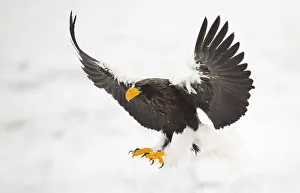 Stellers sea eagle (Haliaeetus pelagicus) in flight, about to land, Japan, February Stellers sea eagle (Haliaeetus pelagicus) in flight, about to land, Japan, February
