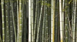 Images Dated 9th February 2008: Stems of Giant bamboo (Cathariostachys) Rakusai Bamboo Park, Japan