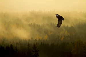 Steppe Eagle (Aquila nipalensis) in flight at dawn over misty forest, Czech Republic Steppe Eagle (Aquila nipalensis) in flight at dawn over misty forest, Czech Republic
