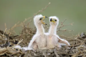 Two Steppe eagle (Aquila nipalensis) chicks, Cherniye Zemli (Black Earth) Nature Reserve Two Steppe eagle (Aquila nipalensis) chicks, Cherniye Zemli (Black Earth) Nature Reserve