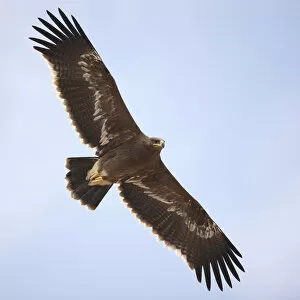 Wingspan Gallery: Steppe eagle (Aquila nipalensis) in flight, Oman, November