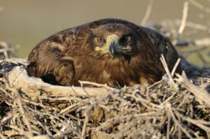Steppe eagle (Aquila nipalensis) on nest, Cherniye Zemli (Black Earth) Nature Reserve Steppe eagle (Aquila nipalensis) on nest, Cherniye Zemli (Black Earth) Nature Reserve