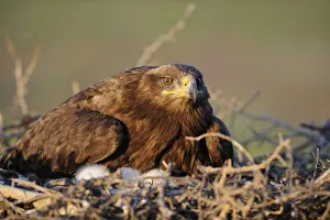 Steppe eagle (Aquila nipalensis) on nest with chicks, Cherniye Zemli (Black Earth Steppe eagle (Aquila nipalensis) on nest with chicks, Cherniye Zemli (Black Earth