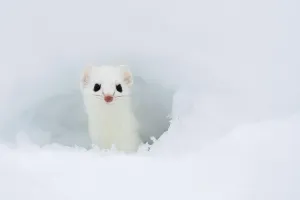 Stoat (Mustela erminea) looking out of hole in snow, in white winter coat, British Columbia Stoat (Mustela erminea) looking out of hole in snow, in white winter coat, British Columbia