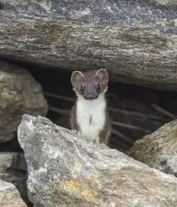 Stoat (Mustela erminea) amongst rocks. Skibotn, Troms and Finnmark, Norway. August Stoat (Mustela erminea) amongst rocks. Skibotn, Troms and Finnmark, Norway. August