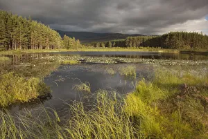 Stormy light over bog, Glenfeshie, Cairngorms NP, Highlands, Scotland, UK, August 2010 Stormy light over bog, Glenfeshie, Cairngorms NP, Highlands, Scotland, UK, August 2010