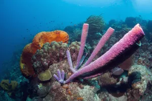 Stove-pipe sponge (Aplysina archeri) and Orange elephant ear sponge (Agelas clathrodes Stove-pipe sponge (Aplysina archeri) and Orange elephant ear sponge (Agelas clathrodes