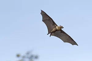 Straw-coloured fruit bat (Eidolon helvum), female flying carrying pup on front Straw-coloured fruit bat (Eidolon helvum), female flying carrying pup on front