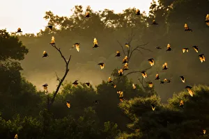 Roost Gallery: Straw-coloured fruit bats (Eidolon helvum) returning to daytime roost at sunrise