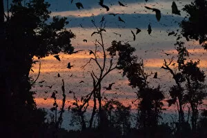 Images Dated 23rd June 2014: Straw-coloured fruit bats (Eidolon helvum) returning to daytime roost at dawn. Kasanka