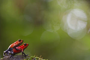 Images Dated 3rd September 2013: Strawberry poison frog (Oophaga pumilio) pair mating, Sarapiqui, Heredia, Costa Rica