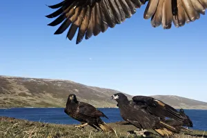 Striated caracara (Phalcoboenus australis) group with one landing from above with only Striated caracara (Phalcoboenus australis) group with one landing from above with only
