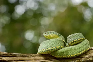 Two striped forest pitviper (Bothriopsis bilineata) curled up on log, Yasuni National Park Two striped forest pitviper (Bothriopsis bilineata) curled up on log, Yasuni National Park